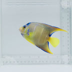 Blue Angelfish