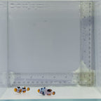 Extreme Picasso Clownfish Pair