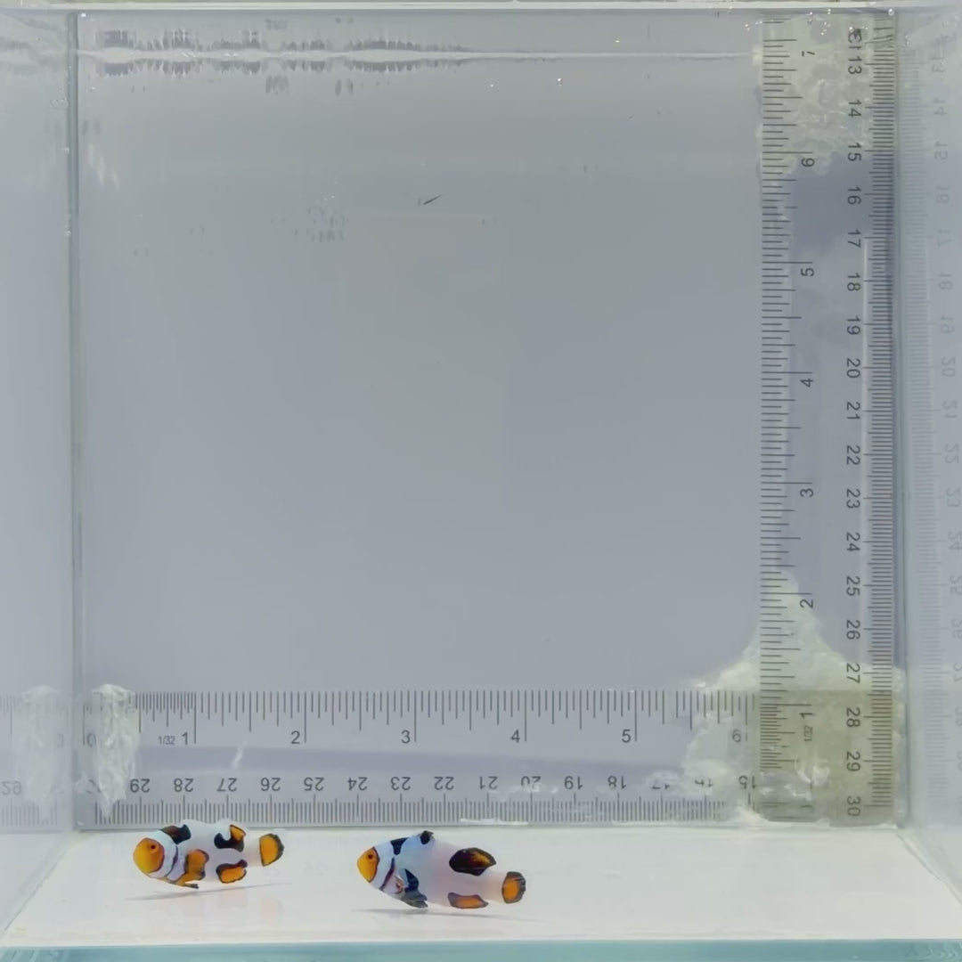 Extreme Picasso Clownfish Pair