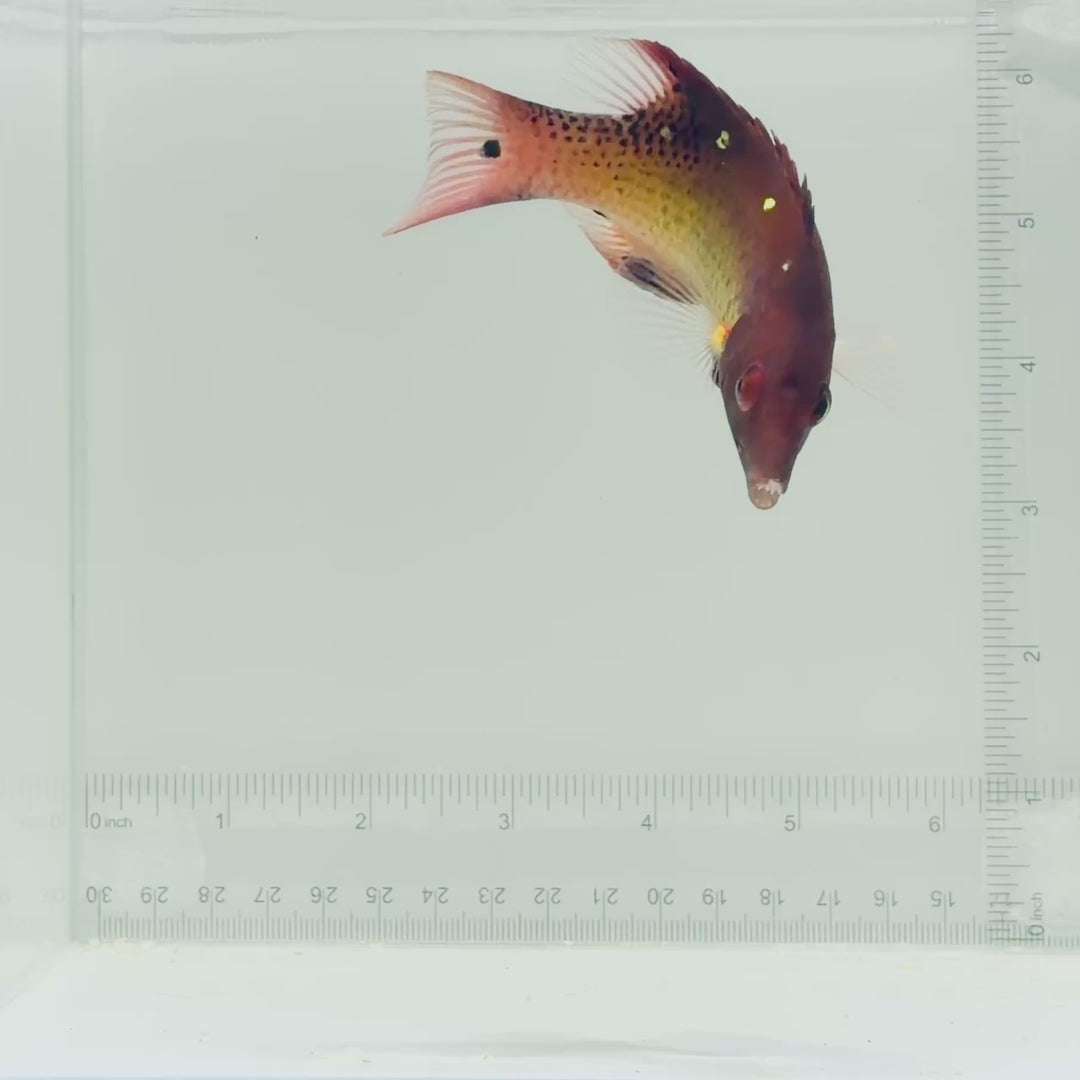 Red Diana Hogfish