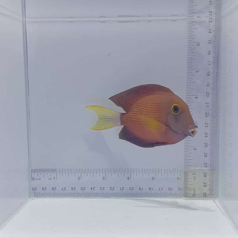 White Tail Bristletooth Tang (Ctenochaetus flavicauda)