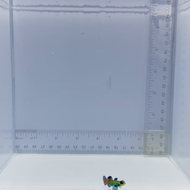 Captive Bred Green Mandarin Goby