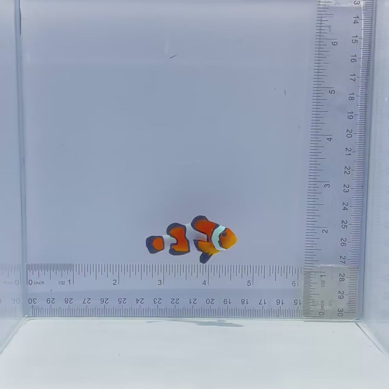 Premium Gladiator Clown Fish