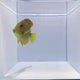 Maculiceps Tang Fish