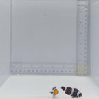 Black Clownfish Pair – Amphiprion ocellaris