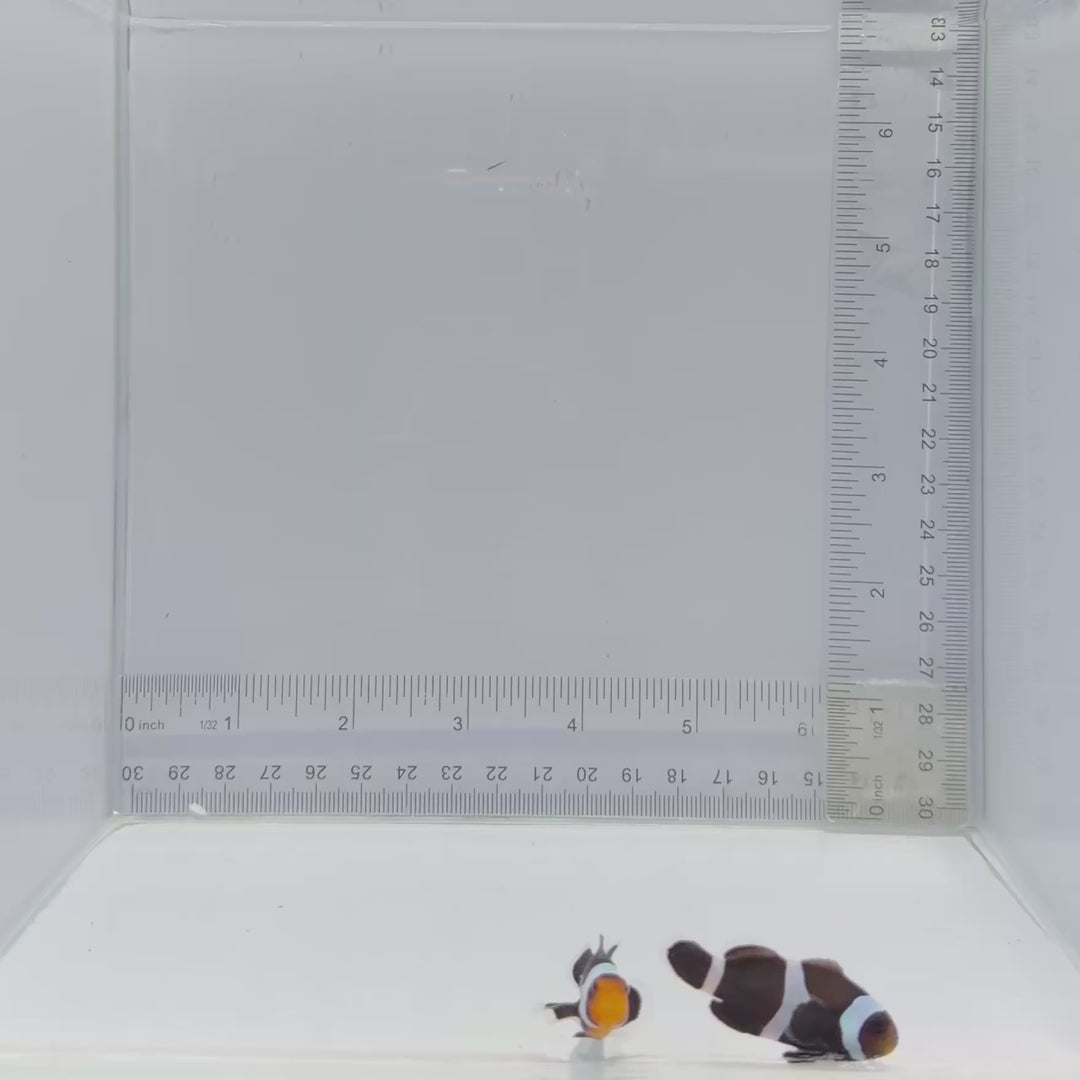 Black Clownfish Pair – Amphiprion ocellaris