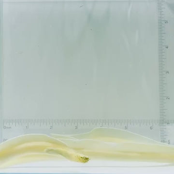 Ghost Ribbon Eel
