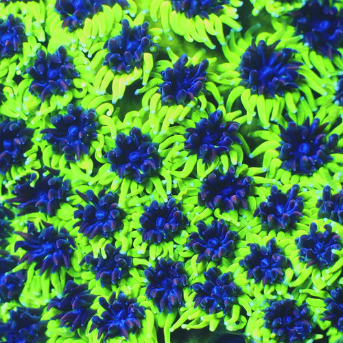 TSA Mardi Gras Galaxea Coral video