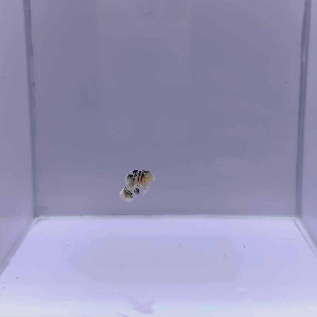 Circus Goby Fish