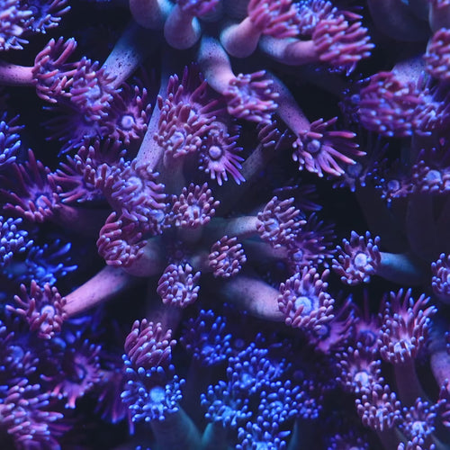 TSA Strawberry Kiwi Goniopora Coral video
