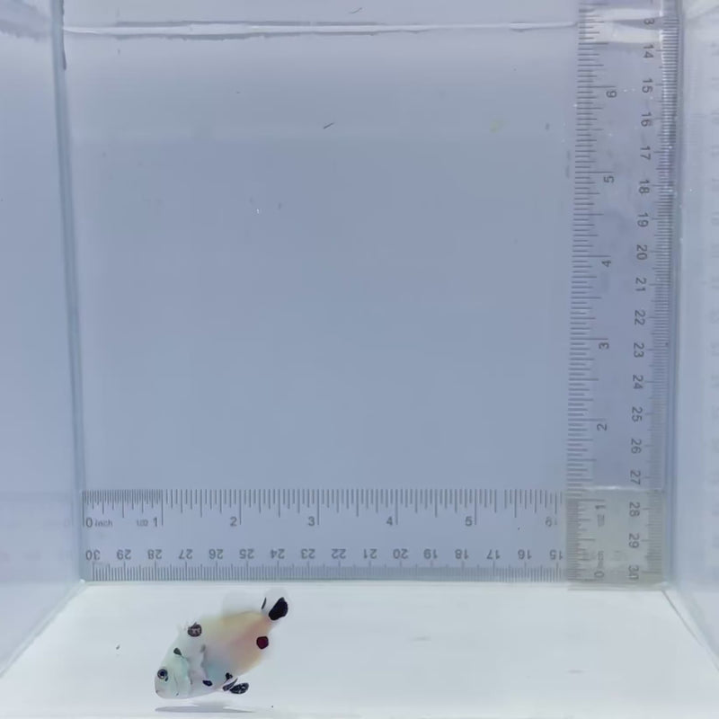 Stubby Super Storm Clown Fish