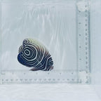 Juv. Emperor Angelfish