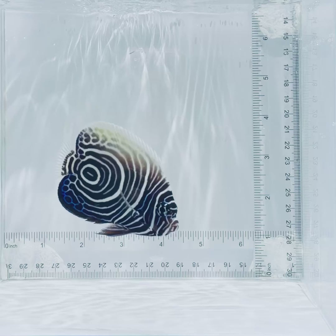 Juv. Emperor Angelfish