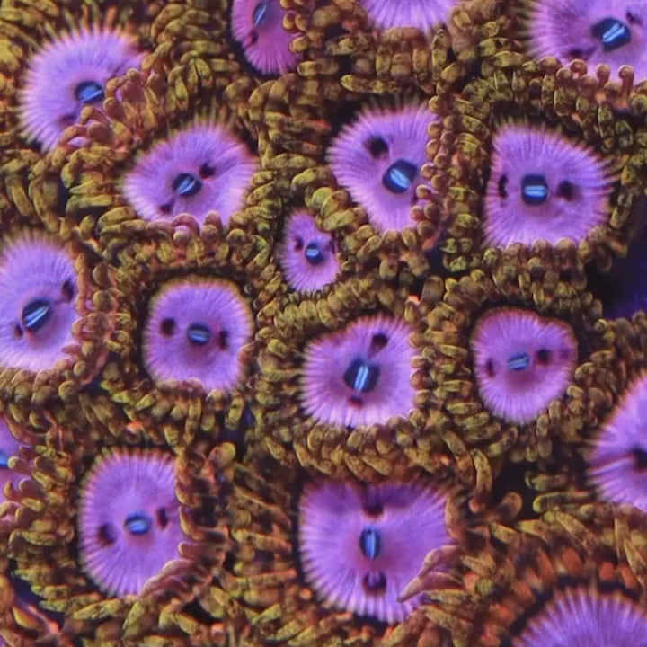 TSA Chemically Altered Zoanthids Coral