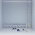 Captive-Bred Blue Line Cleaner Goby - Elactinus oceanops