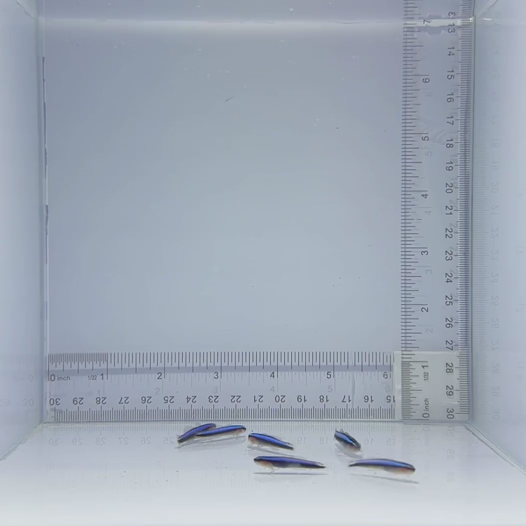 Captive-Bred Blue Line Cleaner Goby - Elactinus oceanops