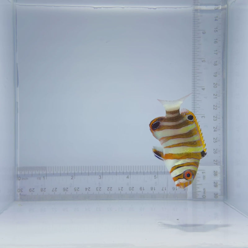 Aussie Harlequin Tusk Fish