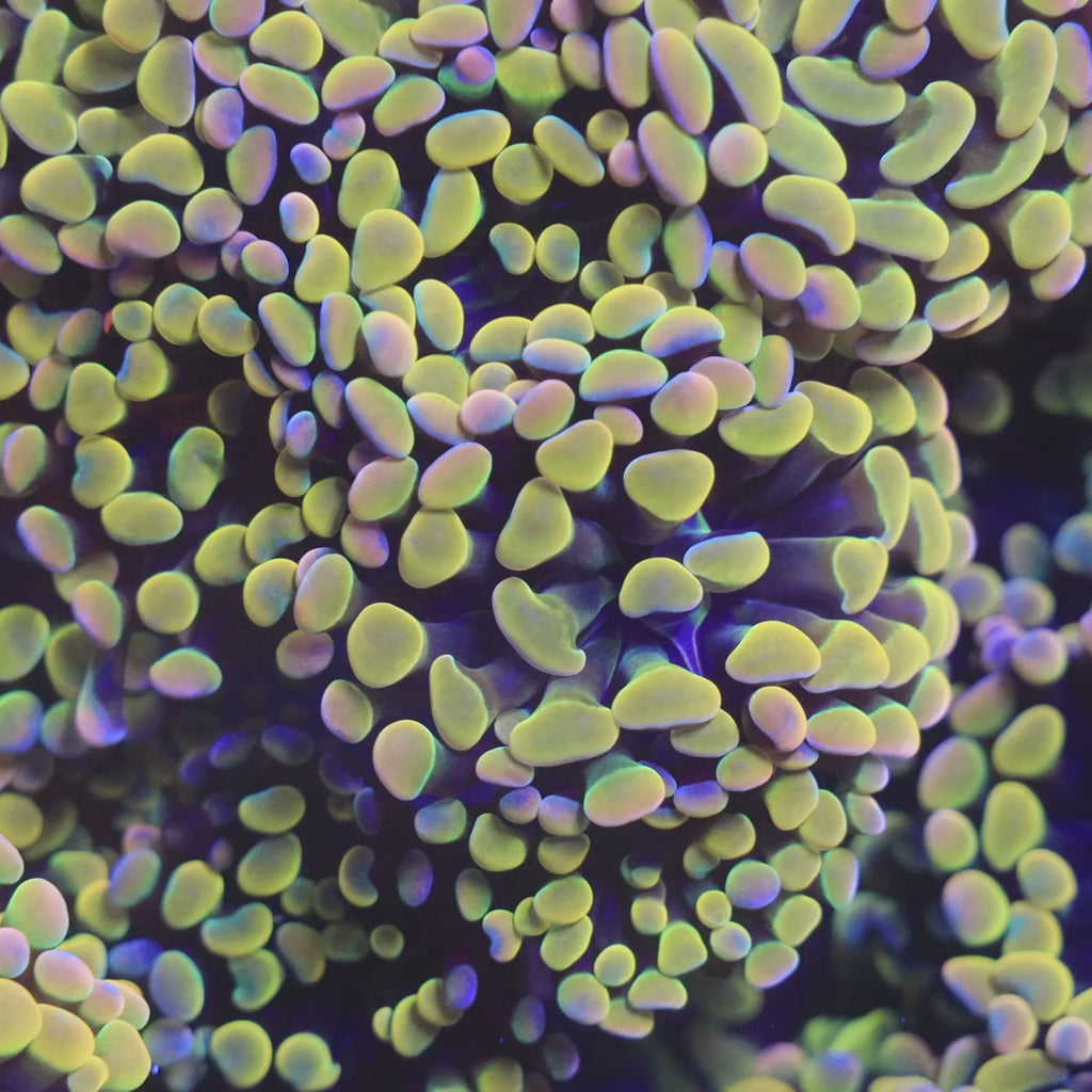 Rainbow Hammer Coral