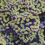 Rainbow Hammer Coral
