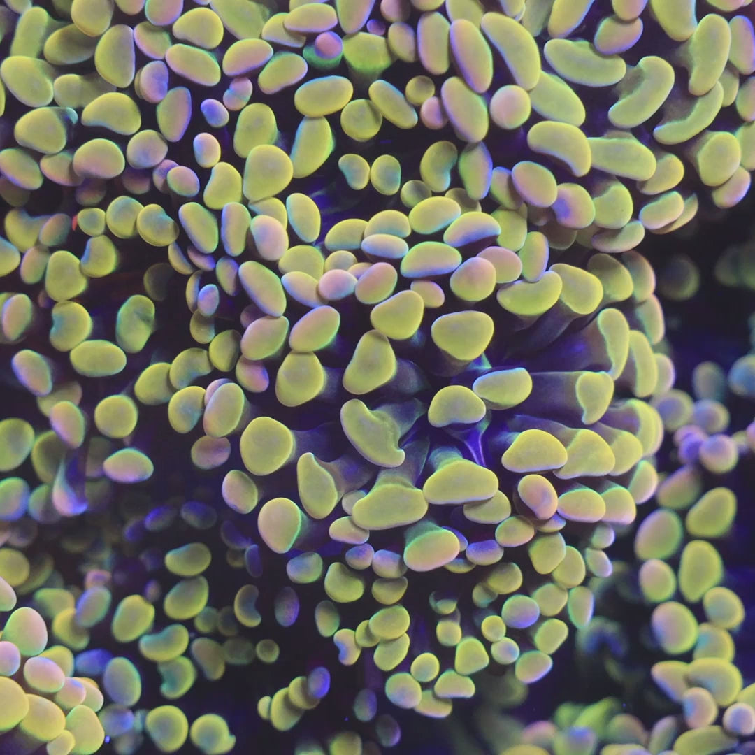 Rainbow Hammer Coral