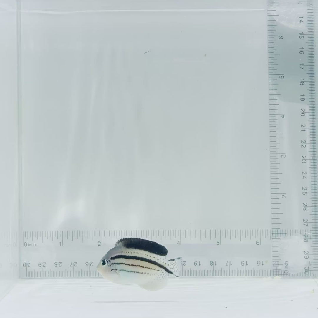 Female Lamarck Angelfish