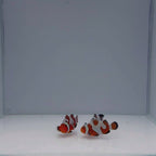 Premium Mocha Gladiator Clownfish - Amphiprion ocellaris