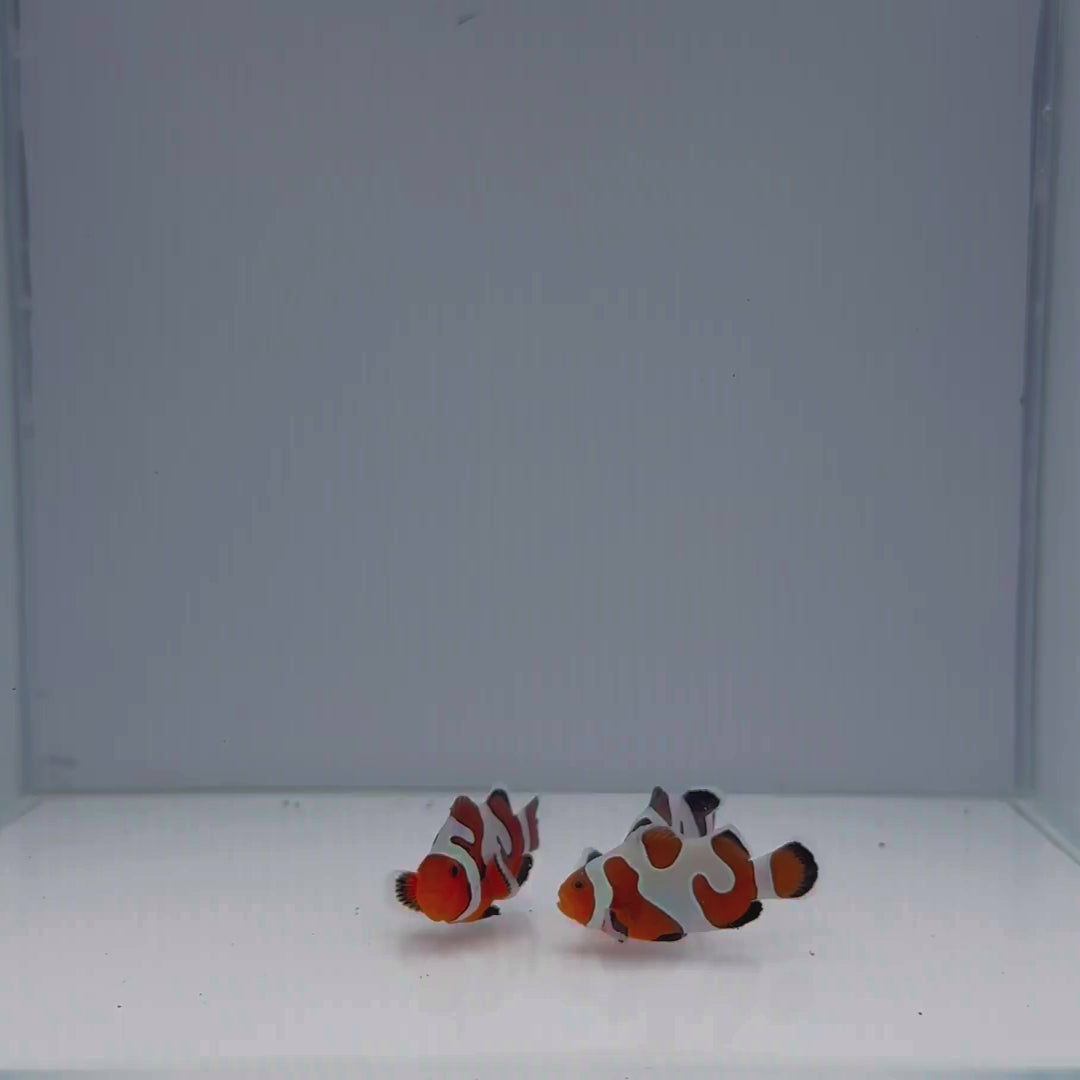 Premium Mocha Gladiator Clownfish - Amphiprion ocellaris