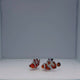 Premium Mocha Gladiator Clownfish