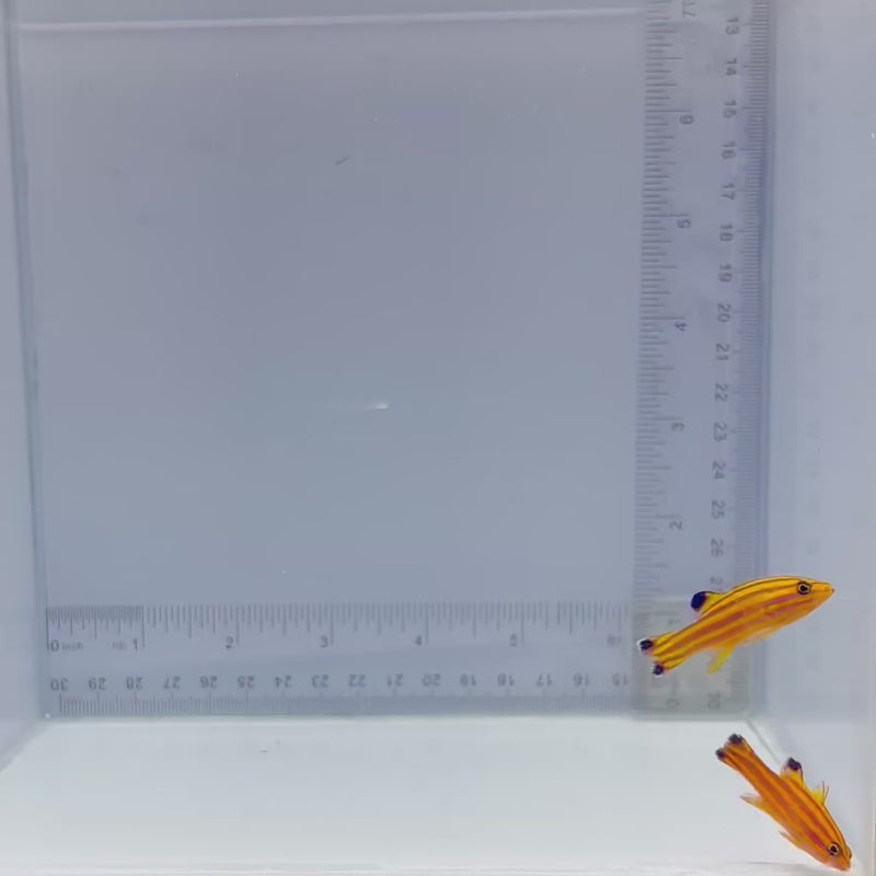 Pair Candy Basslet (Liopropoma carmabi)