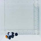 Jumbo Premium Black Snowflake Clownfish