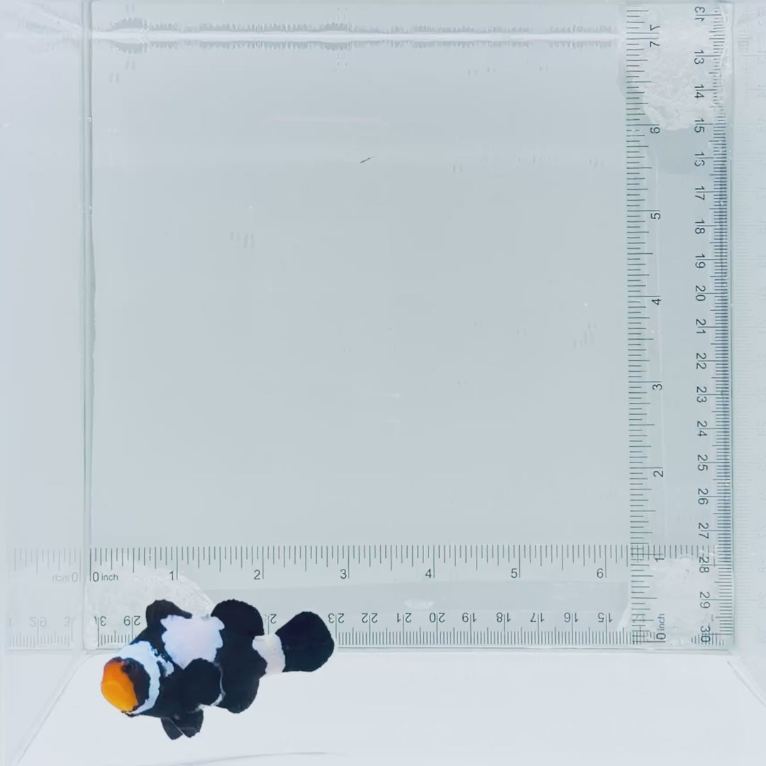 Jumbo Premium Black Snowflake Clownfish