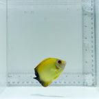 Lemonpeel x Half Black Angelfish