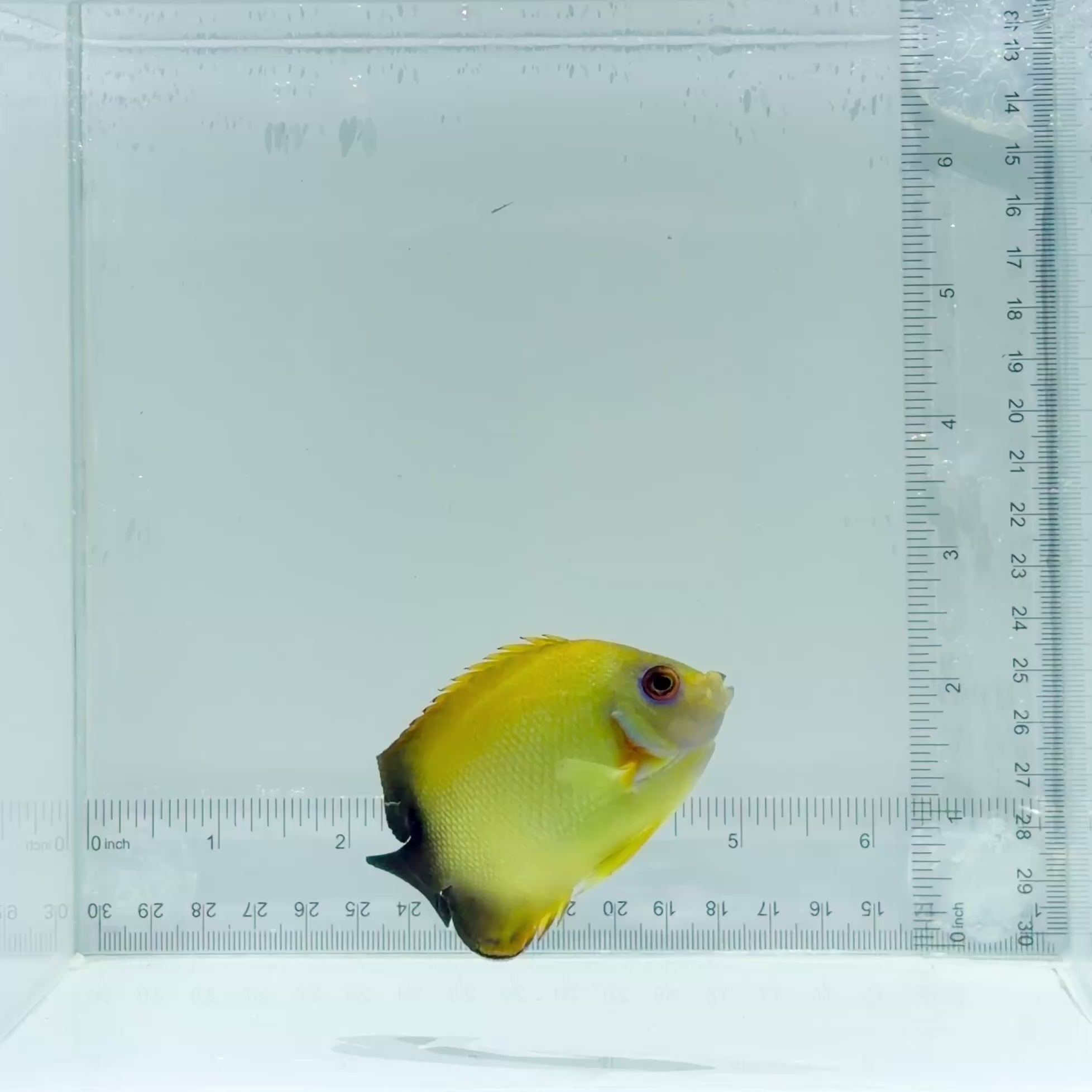 Lemonpeel x Half Black Angelfish
