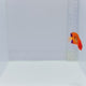 Flame Angelfish — Centropyge loricula