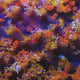TSA Laffy Taffy Goniopora Coral