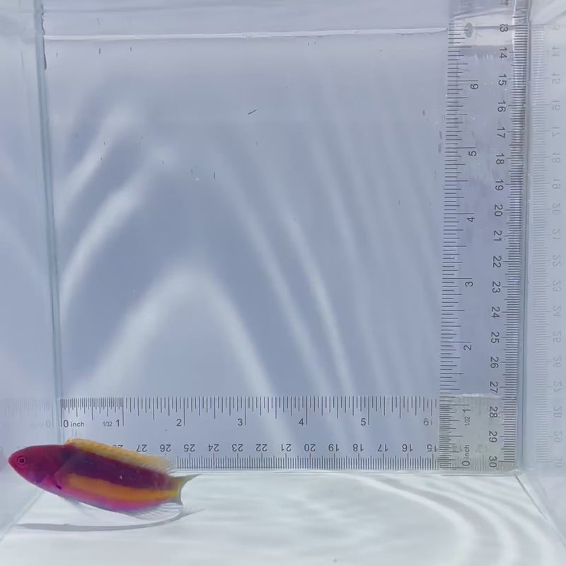 Velvet Fairy Wrasse Fish