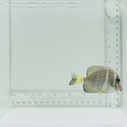 Mustard Guttatus Tang