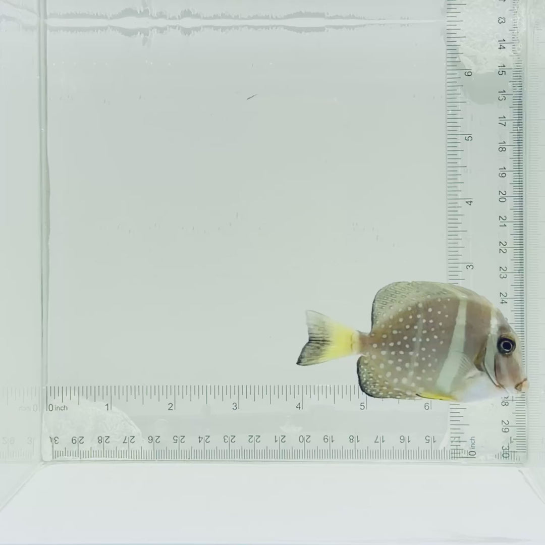 Mustard Guttatus Tang