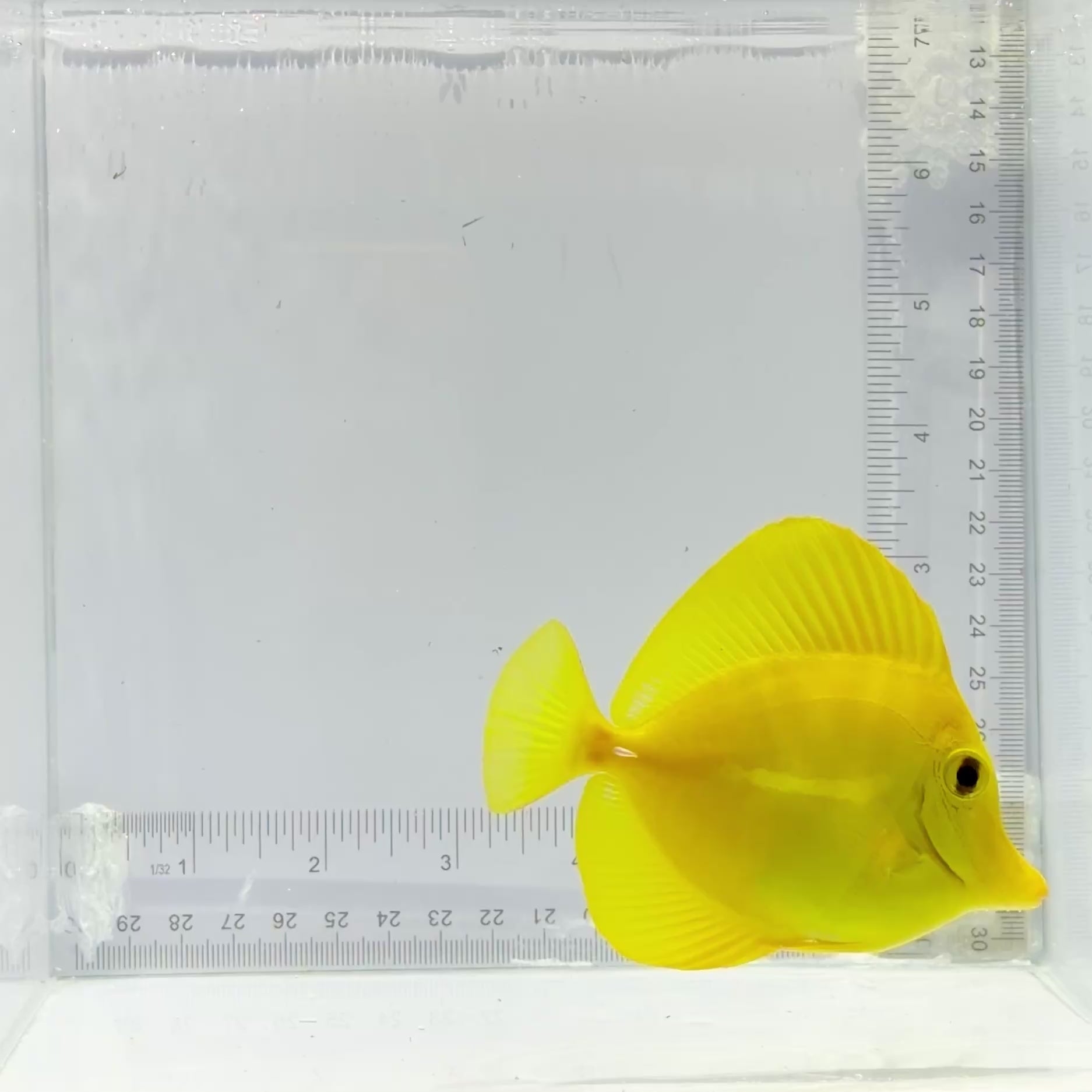 Hawaiian Yellow Tang