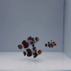 Premium Black Gladiator Clownfish - Amphiprion ocellaris