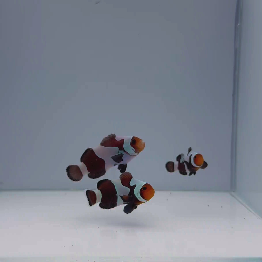 Premium Black Gladiator Clownfish - Amphiprion ocellaris