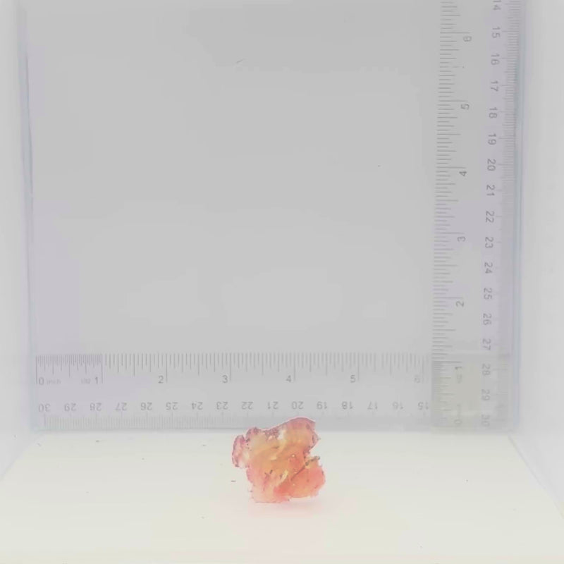 Red Leaf Fish