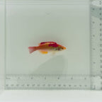 Koi Fairy Wrasse