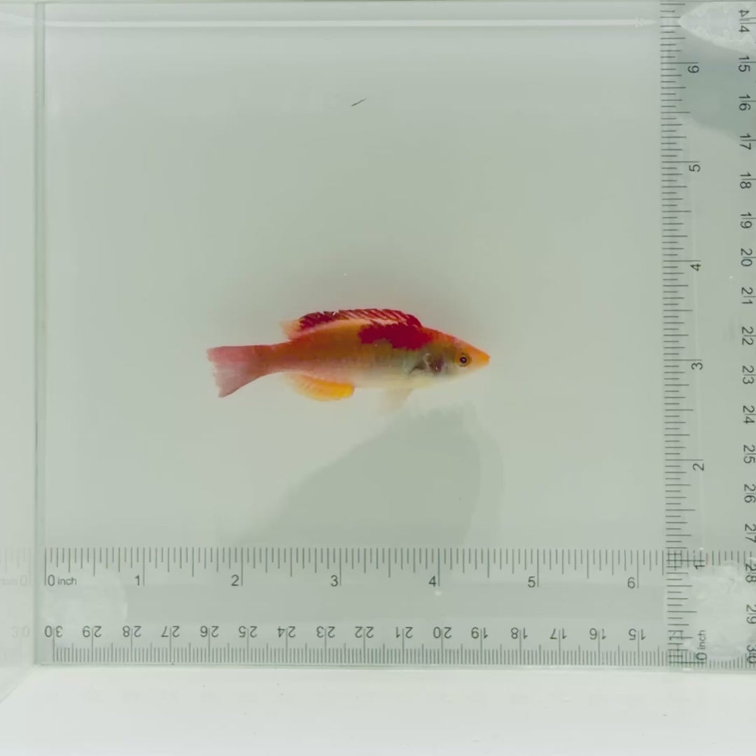 Koi Fairy Wrasse