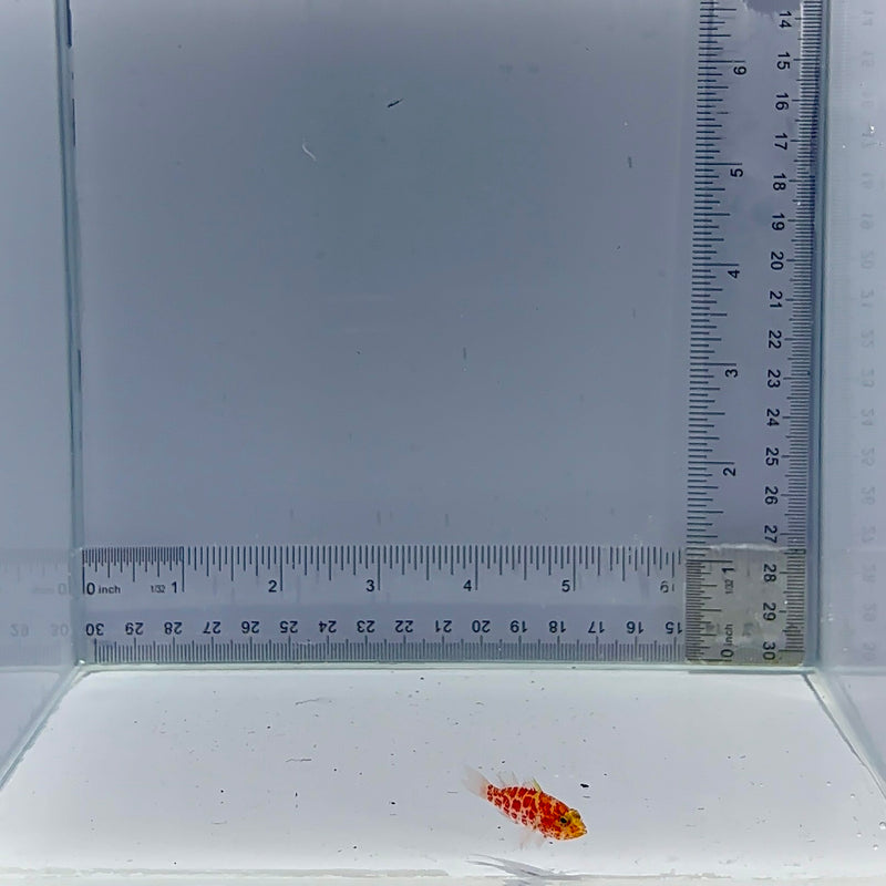 Geometric Pygmy Hawk Fish