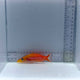 Dr. Seuss Soap Fish