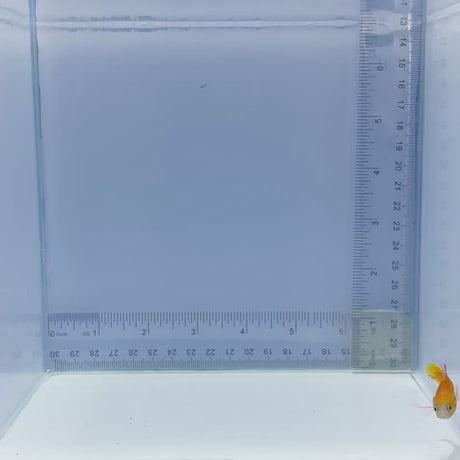 Swalesi Basslet Fish