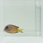 Two Spot Bristletooth Tang