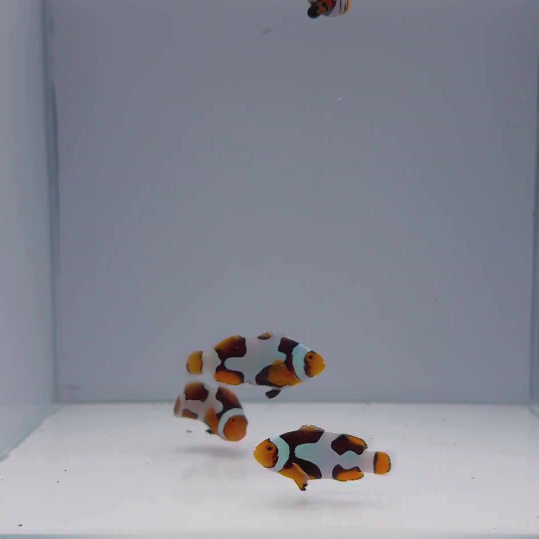 Premium Onyx Picasso Clownfish