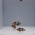 Premium Onyx Picasso Clownfish - Amphiprion percula